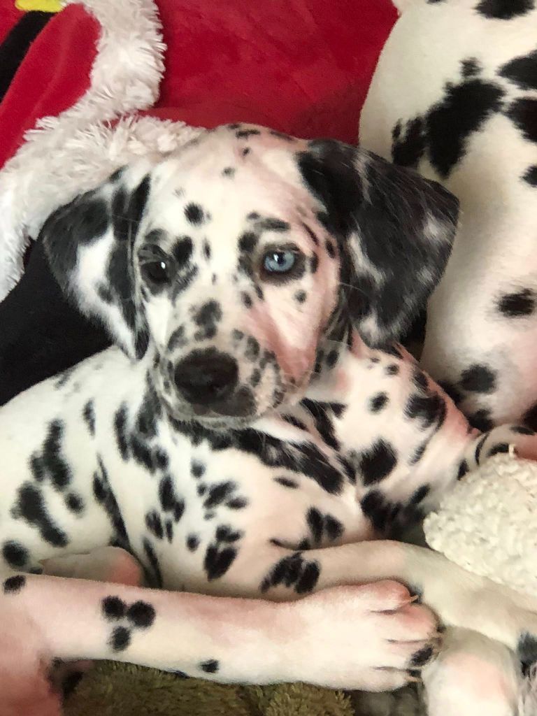 CHIOT DISPONIBLE  A LA RESERVATION 