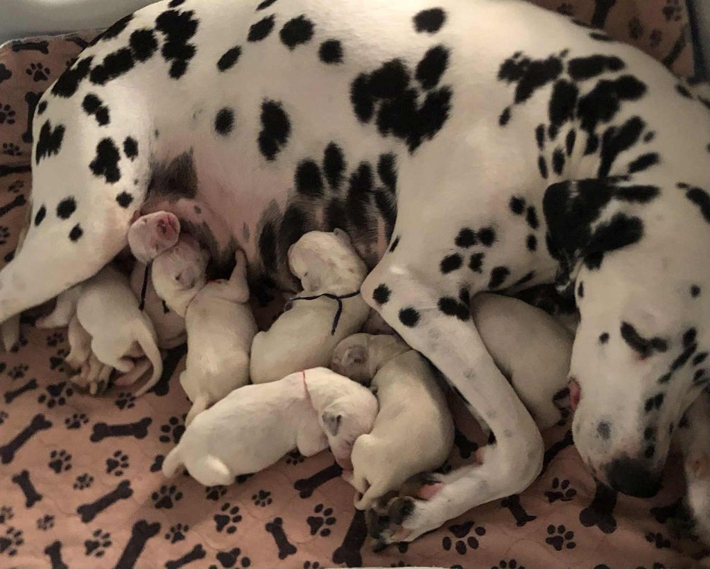 Naissance des derniers bb de NOISETTE 