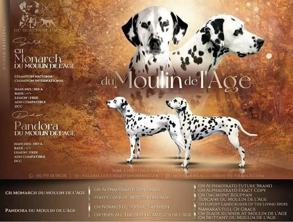 du Moulin de L'Age - Dalmatien - Portée née le 20/02/2026