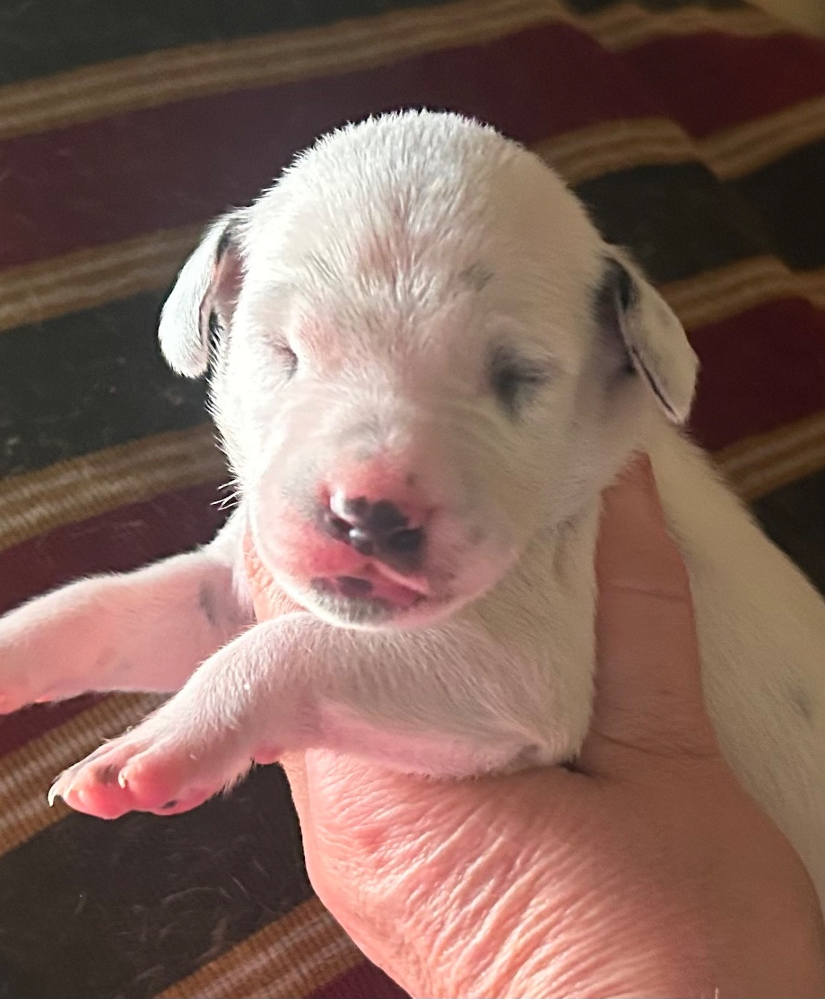 du Moulin de L'Age - Chiots disponibles - Dalmatien