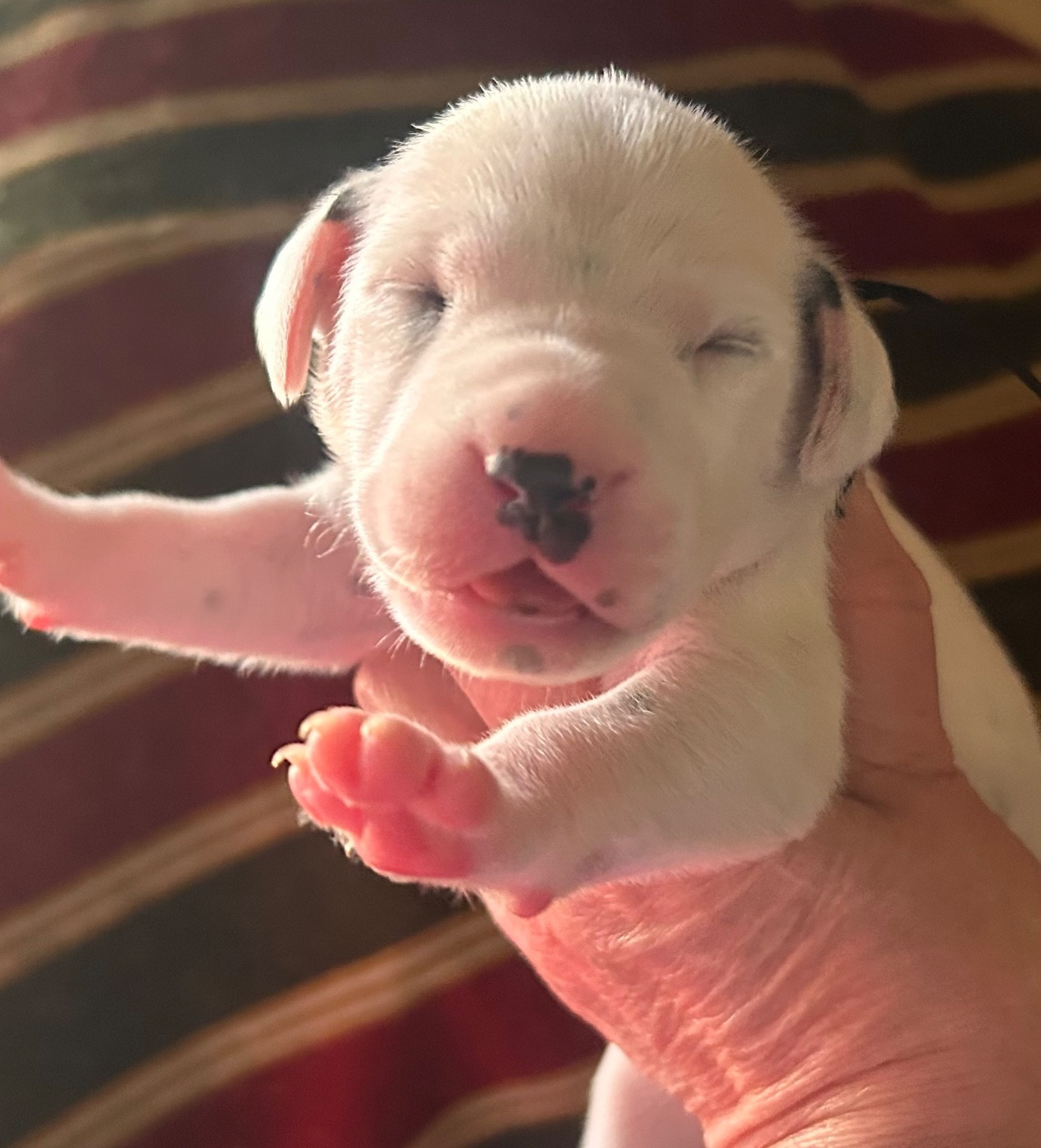 du Moulin de L'Age - Chiots disponibles - Dalmatien