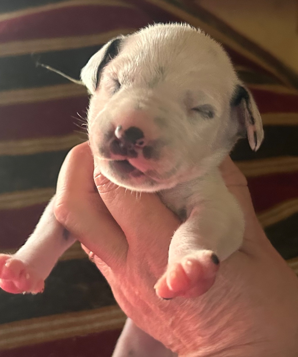 du Moulin de L'Age - Chiots disponibles - Dalmatien