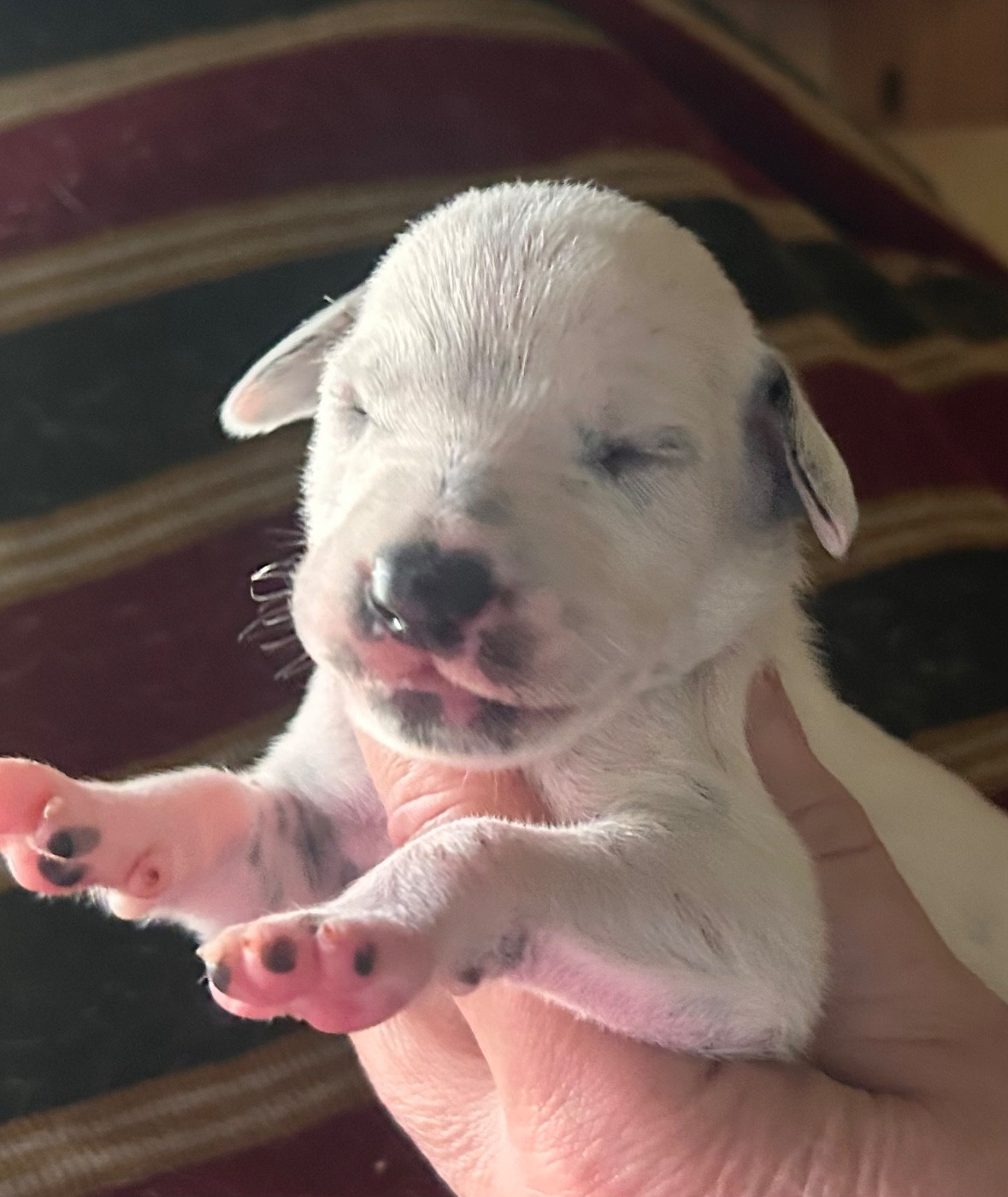 du Moulin de L'Age - Chiots disponibles - Dalmatien