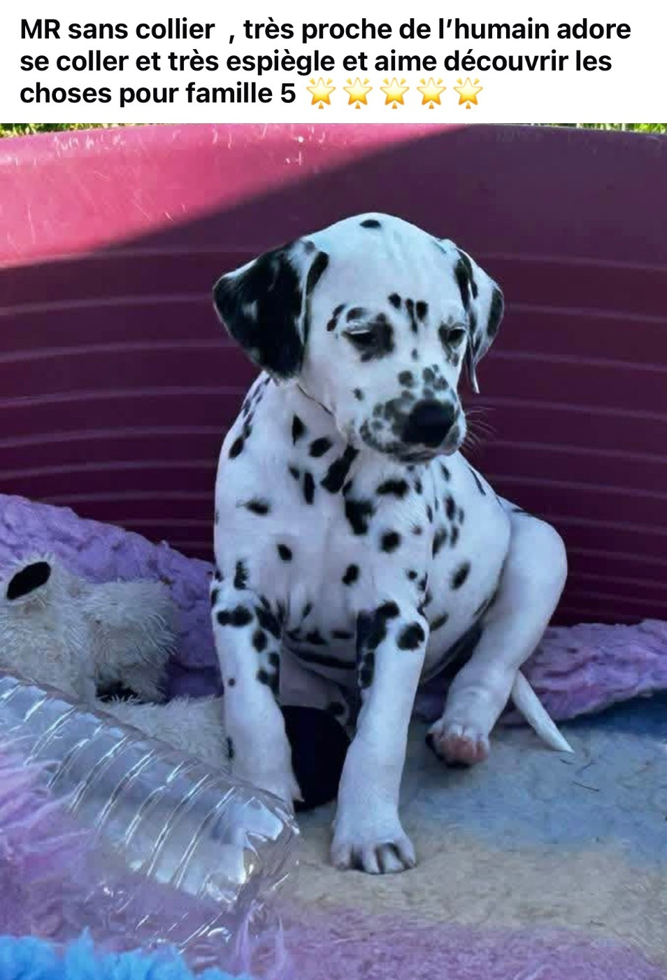 du Moulin de L'Age - Chiots disponibles - Dalmatien