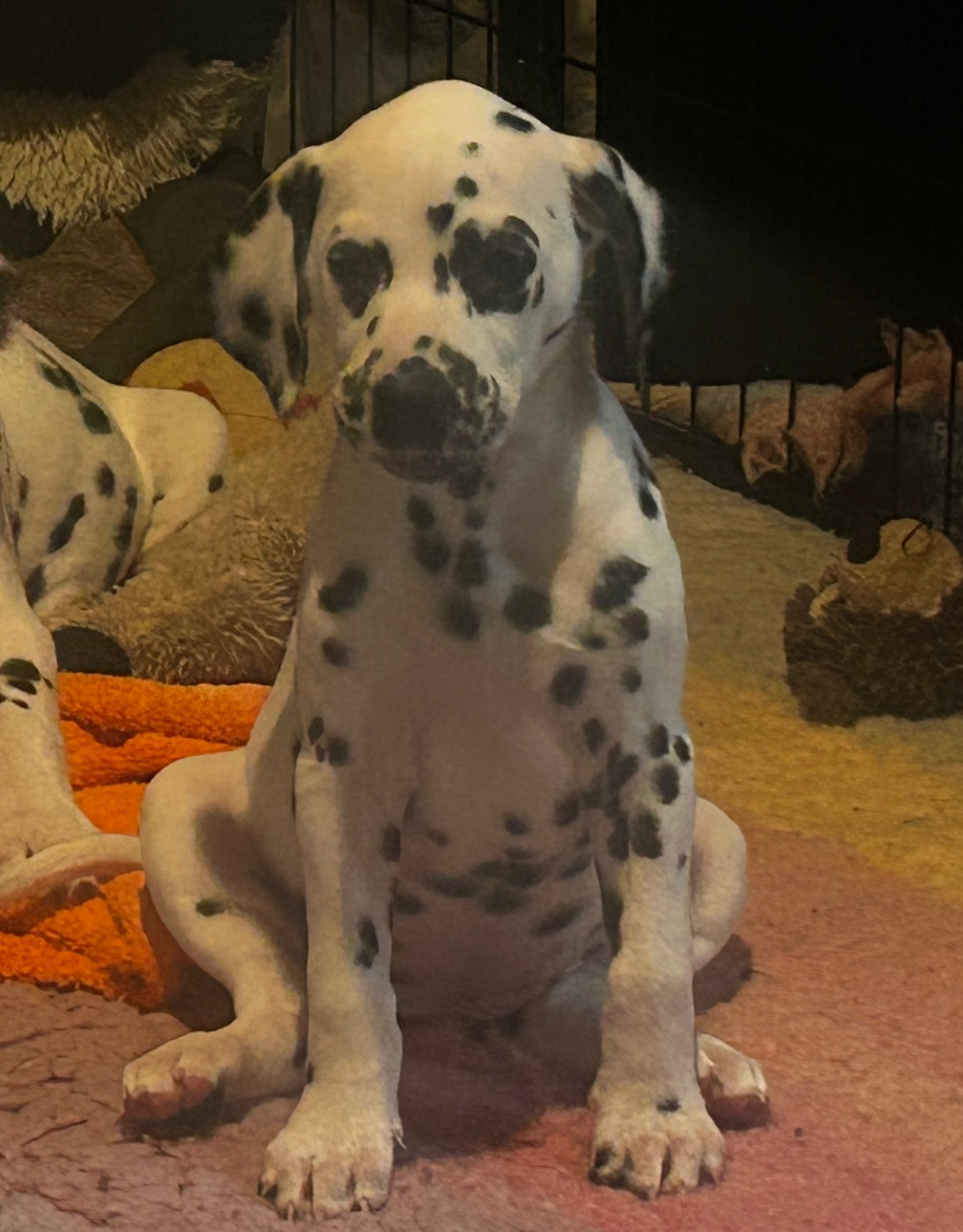 du Moulin de L'Age - Chiots disponibles - Dalmatien