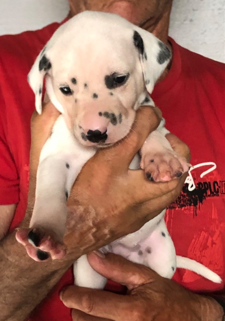 du Moulin de L'Age - Chiots disponibles - Dalmatien
