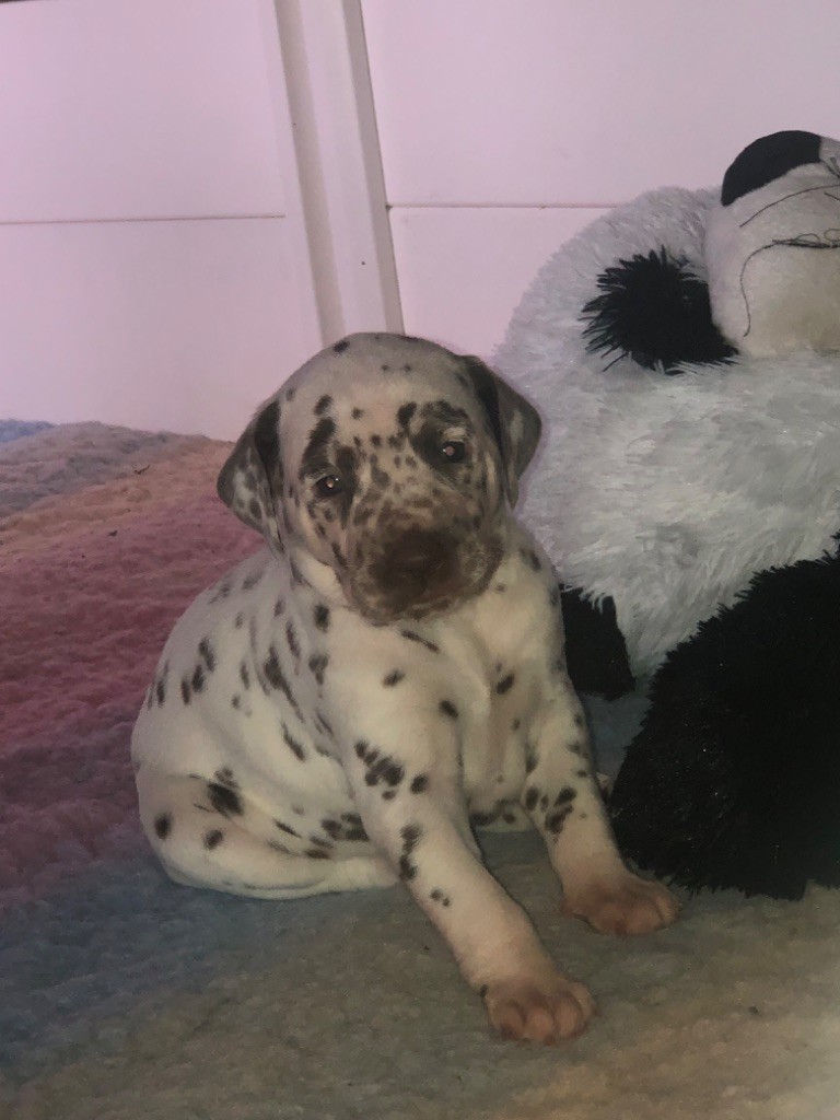 du Moulin de L'Age - Chiots disponibles - Dalmatien