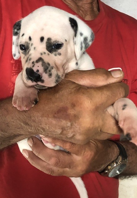 du Moulin de L'Age - Chiots disponibles - Dalmatien